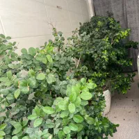 ۷ عدد‌گلدان شمشاد طبیعی زیر قیمت