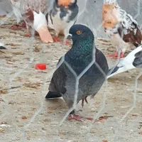 کفتر پرشی|پرنده|گرگان, |دیوار