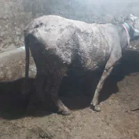 گاو بور سیمنتال اصل