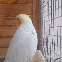 عروسهلندی|پرنده|ساوه, |دیوار