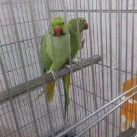 طوطی منلگو جفت|پرنده|آبادان, |دیوار