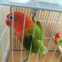 کوتوله اپلاین گرین