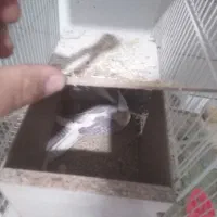 تعداد چند جفت عروس هلندی|پرنده|تایباد, |دیوار