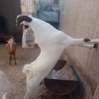 چبش فروشی|حیوانات مزرعه|طبس, |دیوار