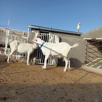 سانن|حیوانات مزرعه|درمیان, |دیوار