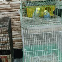 مرغ عشق|پرنده|مریوان, |دیوار