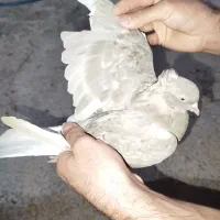 اشعل