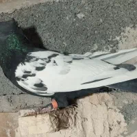 نر پریده|پرنده|رفسنجان, |دیوار