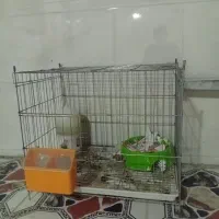 قفس جوجه گیری