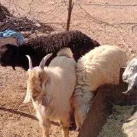 بره و کهره میش بز قوچ نر ماده ام قصابی