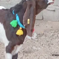 بزغاله نر پاکستانی پیتیری