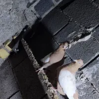 کفتر سینه زرد پرتقالی|پرنده|کازرون, |دیوار