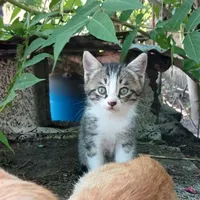 واگذاری رایگان بچه گربه