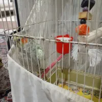 یک عدد عروس ماده ب همراه قفس و تاب|پرنده|محمدشهر, محمدشهر|دیوار