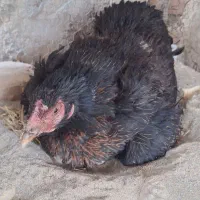 مرغ لاری کرچ معاوضه با طوطی و گرینچیک