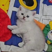 توله گربه های بریتیش|گربه|دزفول, |دیوار