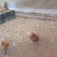 سرخ پرتغالی|پرنده|تاکستان, |دیوار