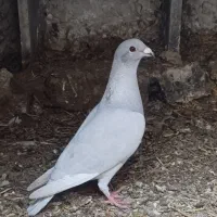 کبوتر الماسی شیشه ای