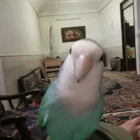 کوتوله شیطون باهوش دستی|پرنده|قم, تولید دارو و یخچال|دیوار