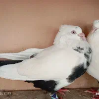 کبوتر  دوم سیاه نرو ماده