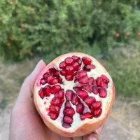 فروش انار سیاب مستقیم به صورت عمده و جزئی