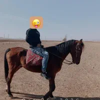 اسب نریان