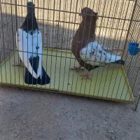 کفتر|پرنده|اردکان, |دیوار