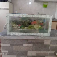 آکواریوم معاوضه با کفتر یا پرنده