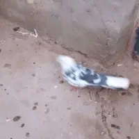 دوجفت کفتر پرشی جوون قاره وسبز کاکلی