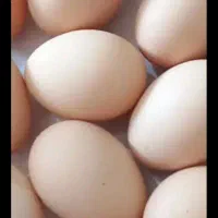 تخم مرغ محلی زیر قیمت همه جا