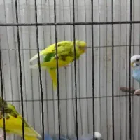 فروش دو جفت مرغ عشق نر و ماده|پرنده|کرج, عظیمیه|دیوار