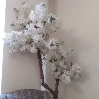 درخچه شکوفه بلند کنار دیواری