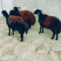 بره ماده میش قوچ