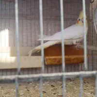 عروس هلندی|پرنده|گرگان, |دیوار