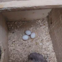 عروس هلندی مادر و پدر|پرنده|رشت, گلزاران|دیوار