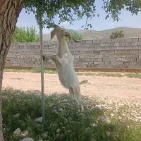 فروش نر بز سانن