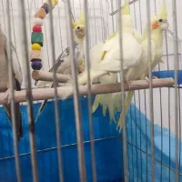 جوجه عروس هلندی