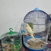 عروس هلندی و کوتوله