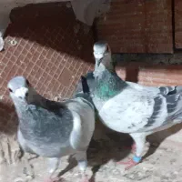 کفتردوبال اهوازی وسوسکی فری ومصری