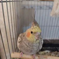 عروس هلندی جفت خرده مولد|پرنده|نسیمشهر, |دیوار