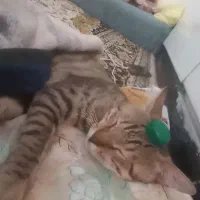 گربه گمشده در محدوده نمره 8