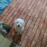 سگ اسپیدز واگذاری