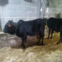 گوساله نر چالوسی یا گاو نر دو راس|حیوانات مزرعه|کوچصفهان, |دیوار