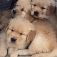 واگذاری سگ گلدن درجه یک اصیل