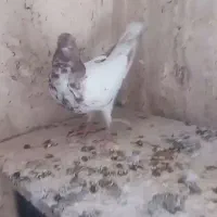 گبوتر گله قرمز بالا
