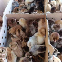 جوجه رنگی|حیوانات مزرعه|ازنا, |دیوار