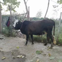 فروش فوری گاو جوان ۶ ماه بالا آبستن صحرایی