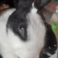 خرگوش|موش و خرگوش|قرق, |دیوار