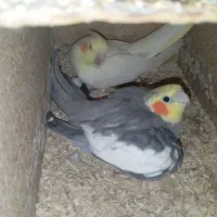 عروس هلندی های استثنایی|پرنده|مشهد, چهاربرج|دیوار