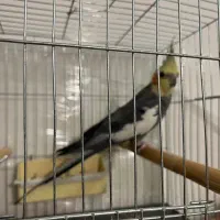 عروس هلندی نر اماده اماده و اوازه خوان با قفس|پرنده|فردیس, شهرک وحدت|دیوار